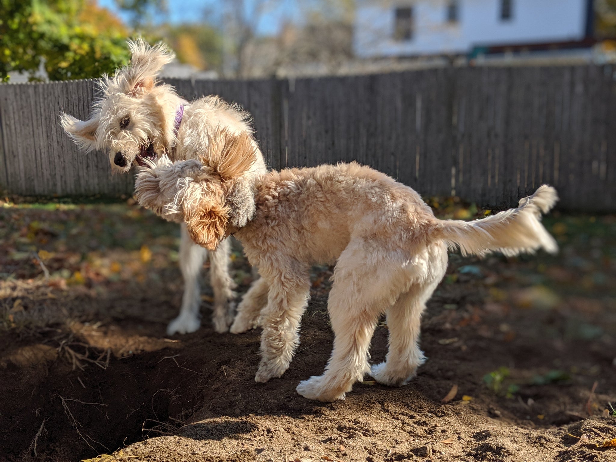 Behavioral Issues Vs. Genetics