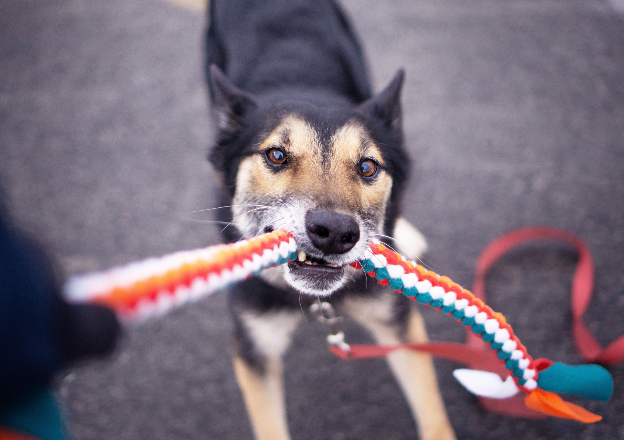 Enrichment 2.0: Breed Specific Biological Fulfillment