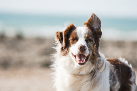 Webinar on Zoom: Canine Body Language and Bite Prevention