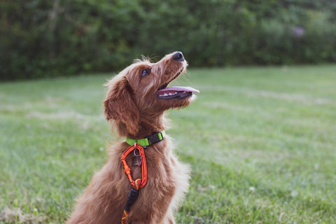 Canine Core Method: Single Session